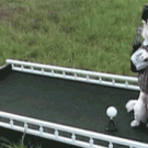 Dog playing golf