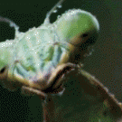 Lizard vs. mantis