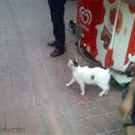 Cat attacks dog