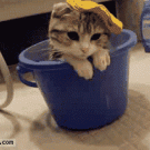 Cute kitten in washing bowl