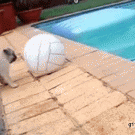 Pug puppy has a mishap while playing with ball