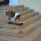 Collie skateboards down stairs