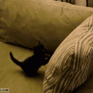 Kitten vs. pillow