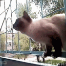 Cat does slalom on rail