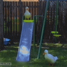 Goose on a slide