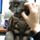 Cat doesn't want to be petted