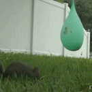 Squirrel vs. water balloon 
