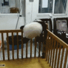 Panda escape attempt