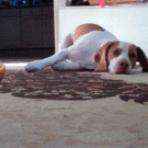 Maymo the beagle plays with orange