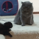 Kitten gets slapped by cat and falls down the stairs