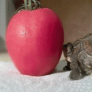 Turtle vs tomato