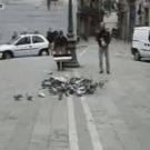 Catching pigeons with net catapult