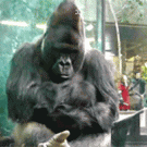 Gorilla b-boy stance