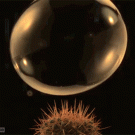 Bubble bursting on a cactus