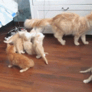 Cat's fall scares kittens