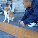 Dog helps guy measure a wood plank