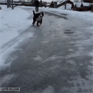 Bernese puppy running on ice