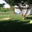 Dog jumps on moving swing