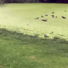 Dog mistakes pond for grass
