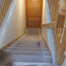 Dog running down the stairs