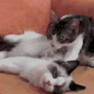 Cat massage and kiss