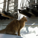 Cat makes huge jump to balcony