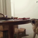 Pug ignores master when he's away