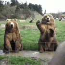 Waving bears
