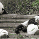 Panda falling