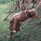 Dog on a rope