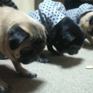Trained pugs eat treats on command