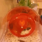 Baby hamster can't keep up with mother on the wheel