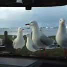 Trolling seagulls