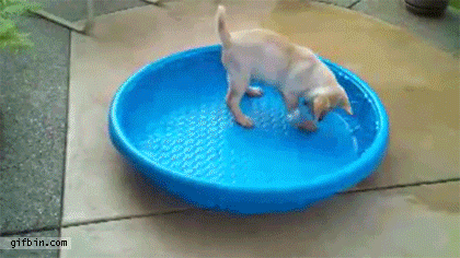 1392659788_labrador_puppy_tips_paddling_pool_over_himself.gif