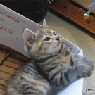 Kitten gets hypnotized by golden bell