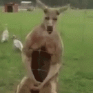 Kangaroo flexes muscles and poses for camera