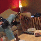Tiger gets on the couch and cuddles with guy