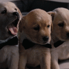Puppies take turns in yawning