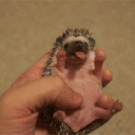 Yawning baby hedgehog
