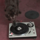 Dog playing with a turntable