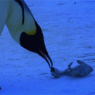 Penguins morne dead baby