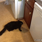 Cat uses door to jump on counter