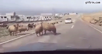 Ram Accidentally Hits Passing Car | Best Funny Gifs Updated Daily
