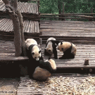 Cute panda group fight