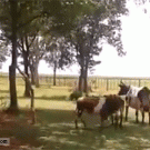 Cow vs. sheep duel