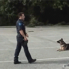 Police dog gets in police car