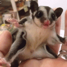 Baby sugarglider is scared