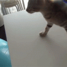 Cat uses exercise ball to get from one table to the other