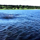 Hippo chasing boat