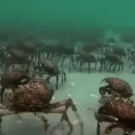 Crabs in wavy water